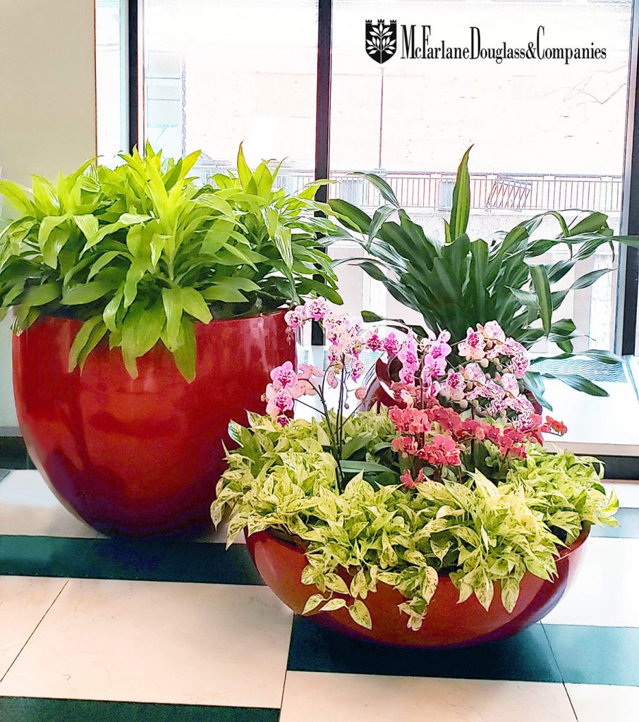 Indoor plant trio with orchids in a red base