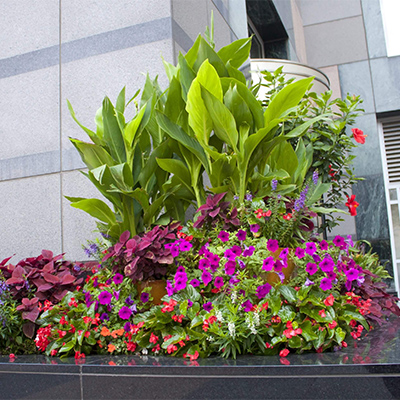 pink-flowers-summer-chicago-downtown-landscaping-311-south-wacker-b