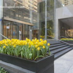 spring landscaping tulips chicago